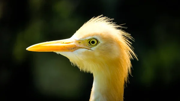 Retrato Pájaro Amarillo Aspecto Divertido Mirando Cara Cara — Foto de Stock