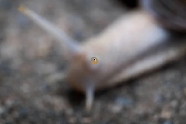 Close Tip Snails Eye Sharpend Only Eye While Rest Blurry — Stock Photo, Image