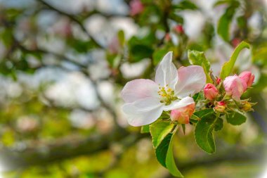 Güzel beyaz ve açık pembe apple arka planda önünde bulanık appletrees çiçekleri