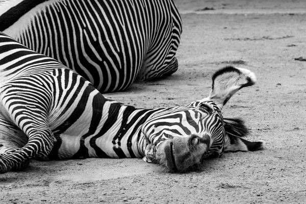 Zebra Cansada Deitada Chão — Fotografia de Stock