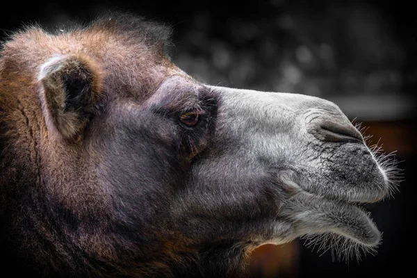 Perfil Detalhado Camelo Árabe — Fotografia de Stock