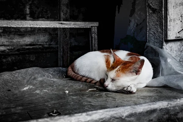 Small Balinesean Sleeping Cat Staircase — Stock Photo, Image