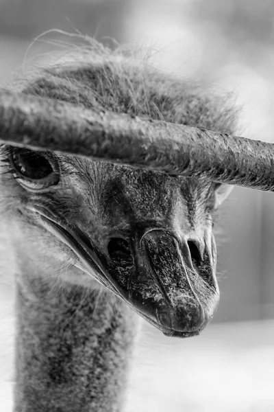 Close Sobre Emu Encarcerado — Fotografia de Stock