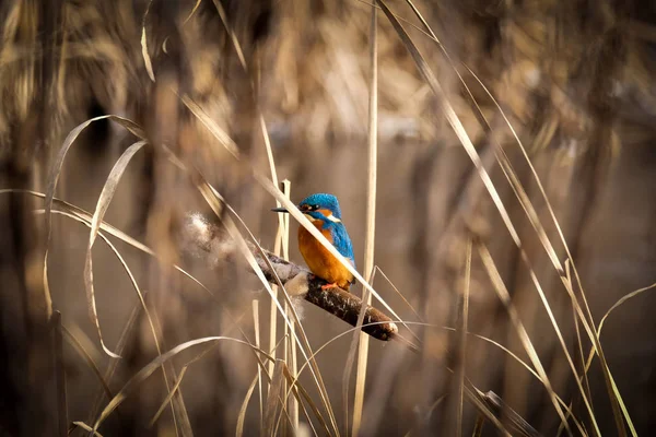 Kingfisher on a peace of reed at the lake