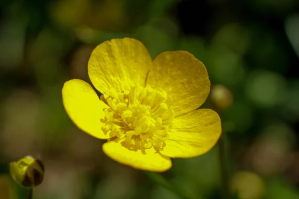 Closeup on a yellow buttercup blossom in bright sunlight — Stock Photo, Image