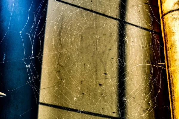 Güneş ışığı altında gölgeli duvar önünde büyük spiderweb