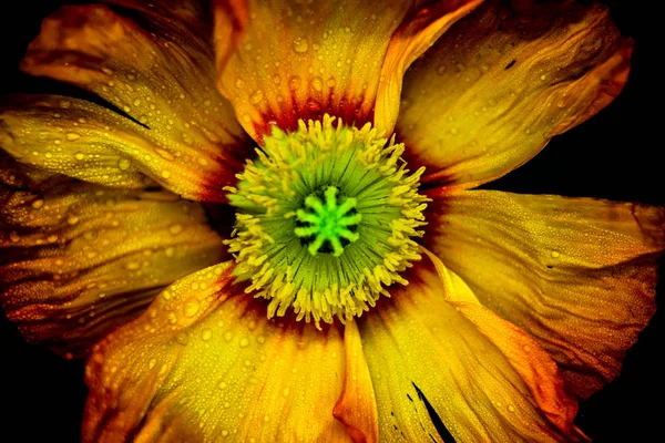 Close-up op kleurrijke poppy bloem in rood en geel — Stockfoto