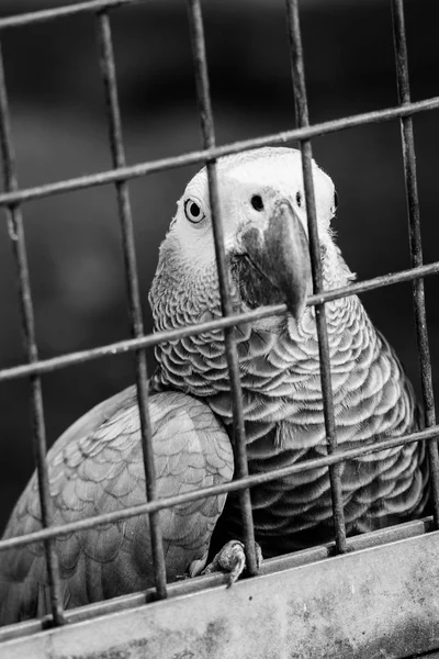 Papagaio cinzento atrás das grades olhando barulhento para a câmera Imagens De Bancos De Imagens Sem Royalties