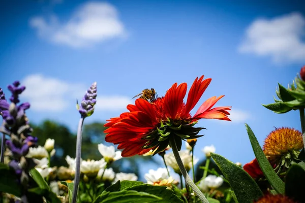 Flores de verão e uma abelha na frente do céu azul Fotos De Bancos De Imagens Sem Royalties