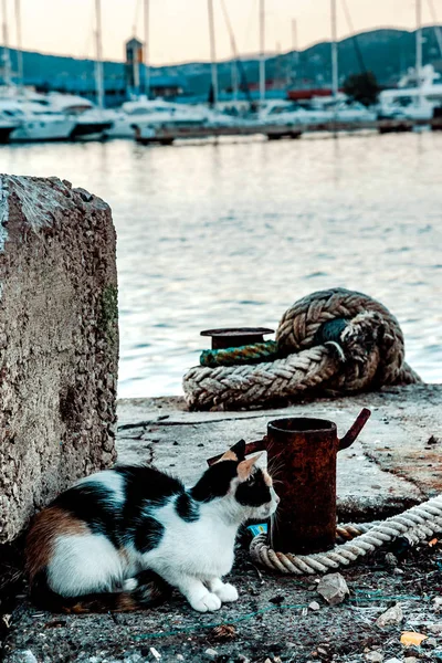 Γάτα Περιμένει Την Επιστροφή Των Αλιέων Φόντο Κόμβοι Στη Θάλασσα — Φωτογραφία Αρχείου