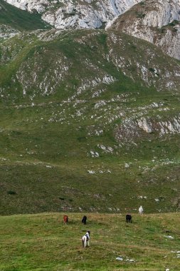 Karadağ, Durmitor Milli Parkı, Dinar Alpleri, yeşil bir çayırda, güneşli yaz günü otlatma at