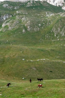 Karadağ, Durmitor Milli Parkı, Dinar Alpleri, yeşil bir çayırda, güneşli yaz günü otlatma at