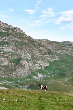Karadağ, Durmitor Milli Parkı, Dinar Alpleri, yeşil bir çayırda, güneşli yaz günü otlatma at
