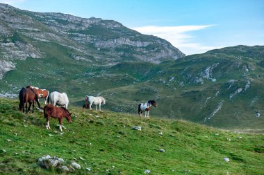 Karadağ, Durmitor Milli Parkı, Dinar Alpleri, yeşil bir çayırda, güneşli yaz günü otlatma at