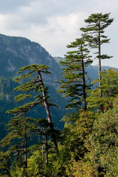 Evergreen forest and mountain peaks of summer mountain range and belt system. Durmitor, Montenegro