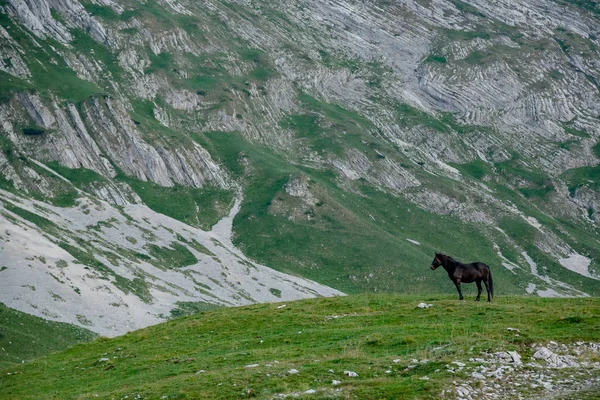 Montenegro Parque Nacional Durmitor Alpes Dináricos Caballos Pastando Prado Verde —  Fotos de Stock