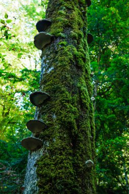 Yosun ve büyümeleri yoğun bir orman kaplı ağaç