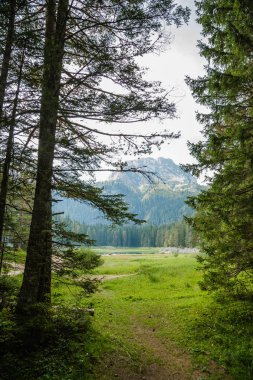 Dramatik orman manzara. Orman Durmitor Milli parkta yürüyüş iz. Kara Göl yürümek. Manzara ve el değmemiş doğası.