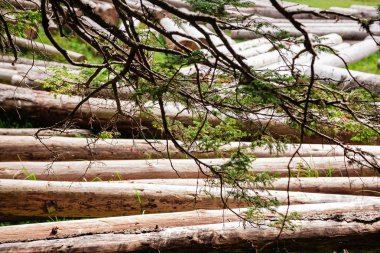 Siyah Gölü, Durmitor, Karadağ orman eteklerinde sawed gövdeleri