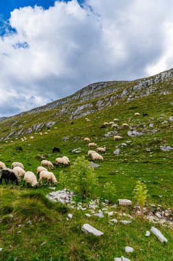 Koyun dağ alanlarda Durmitor Milli Parkı, Karadağ.