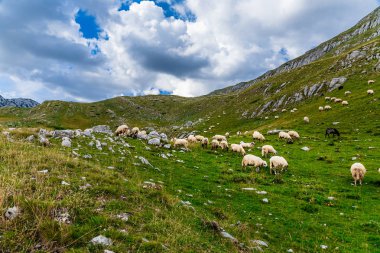 Koyun dağ alanlarda Durmitor Milli Parkı, Karadağ.