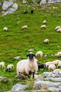 Koyun dağ alanlarda Durmitor Milli Parkı, Karadağ.
