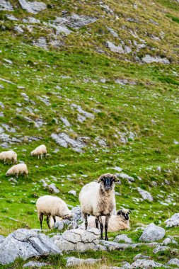 Koyun dağ alanlarda Durmitor Milli Parkı, Karadağ.