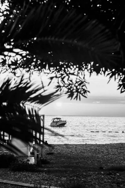 日落时在海岸外的船 通过棕榈叶查看 黑白图像 — 图库照片