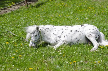 Şirin benekli midilli güneşli bir öğleden sonra çimlerin üzerinde yatıyor.