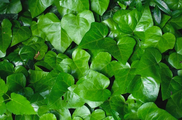 Ivy textura de fundal — Fotografie, imagine de stoc