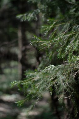 Bokeh köknar ağacı orman manzarası