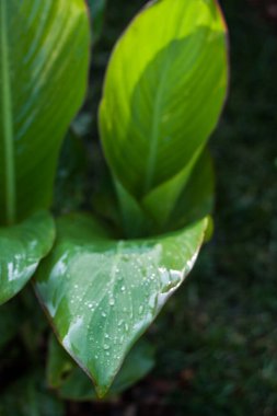 Yağmur damlalarında bırakır. Duvar kağıdı tasarımı için yakın çekim. Ekoloji konsepti. Yeşil yapraklar. Yaz tropik yaprakları