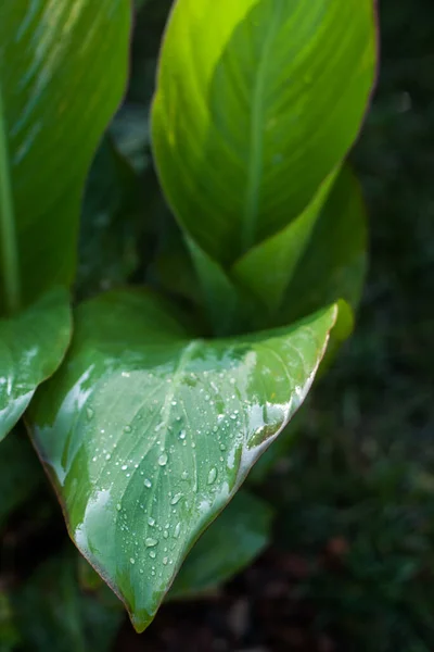 Leaves in drops of rain. Closeup for wallpaper design. Ecology concept. Green leaves. Summer tropical leaf