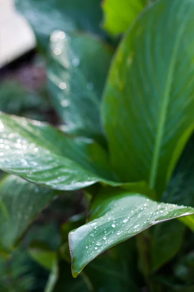 Leaves in drops of rain. Closeup for wallpaper design. Ecology concept. Green leaves. Summer tropical leaf