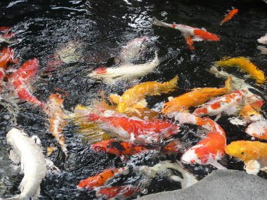 Altın kırmızı sarı koi sazan Tayland Park'ta bir havuzda