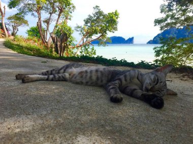 güzel gri vahşi kedi Tayland okyanus tarafından ormanda dinlenme