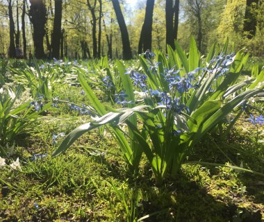 Ormanda çiçekler ve çimenler
