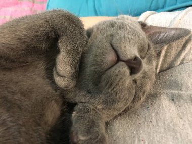 nazik poz uyuyan güzel kedi