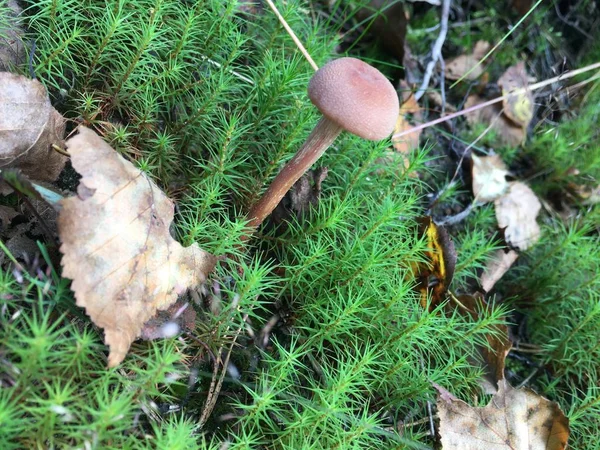 苔藓背景下的蘑菇 — 图库照片