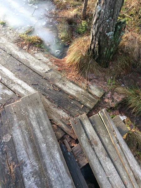 swamp in the forest and a wooden path covered with ice