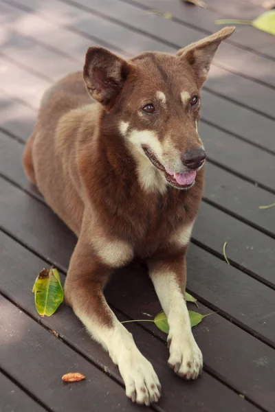 Piękny Brązowy Pies Siedzi Charakter — Zdjęcie stockowe