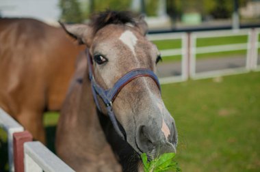 yeşil çimenlerin üzerinde güzel atlar