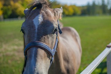 yeşil çimenlerin üzerinde güzel atlar