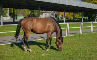 yeşil çimenlerin üzerinde güzel atlar