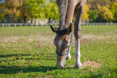 yeşil çimenlerin üzerinde güzel atlar