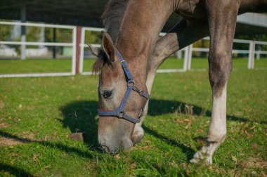 yeşil çimenlerin üzerinde güzel atlar