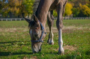 yeşil çimenlerin üzerinde güzel atlar