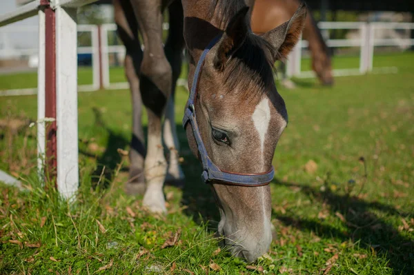 Beautiful Horses Green Grass — Stock Photo, Image