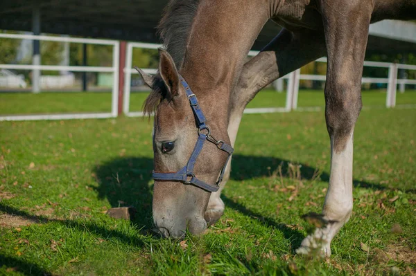 yeşil çimenlerin üzerinde güzel atlar