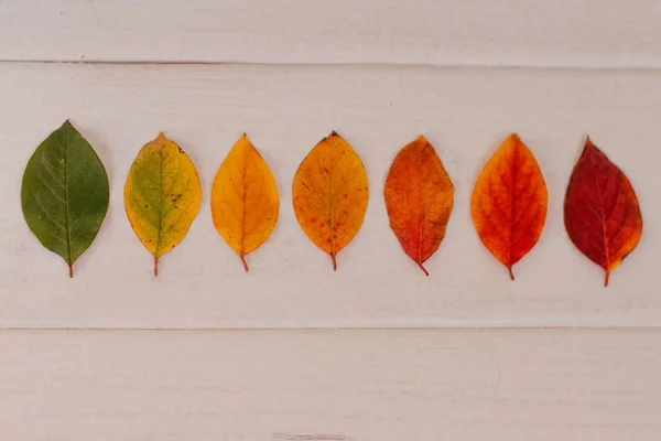 Φθινοπωρινή Σύνθεση Φτιαγμένη Από Ξηρό Πολύχρωμα Φύλλα Του Φθινοπώρου Και — Φωτογραφία Αρχείου